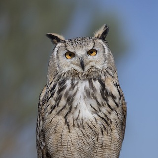 Критика эфилизма и эфилистов (Антинатализм)