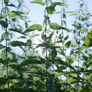 Secret Hamovniki Chat