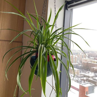 Растения Символ