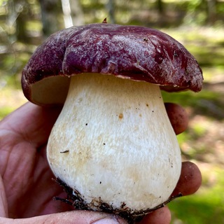 Грибной канал Старое место