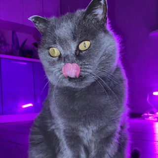 Голые девушки