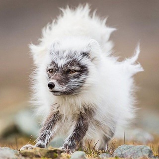 Стройный песец