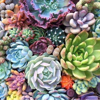 СуккуПристрой 🪴