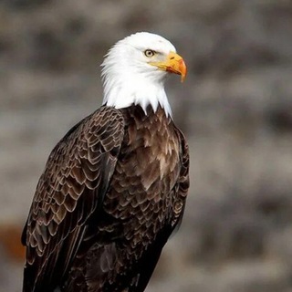 Чат ОРЁЛ И ОБЛАСТЬ 🇷🇺