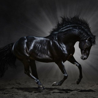 ИСЛАМСКИЙ ЧАТ ДЛЯ ВЗ ВП ВР