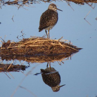 Латвийская кочка🇱🇻
