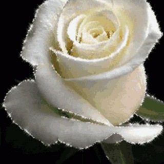 The White Rose