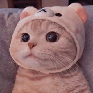 猫猫云VPN节点机场总频道