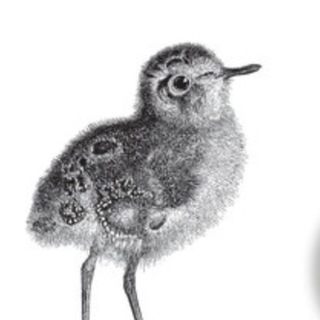 O'Reilly Books and News