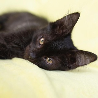 Кошкин роддом