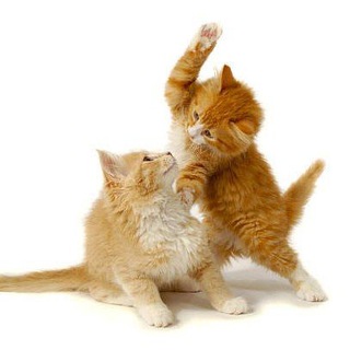 animals telegram