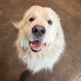 Ragnar The Dog