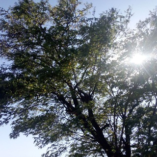 Осознанные сны. История.