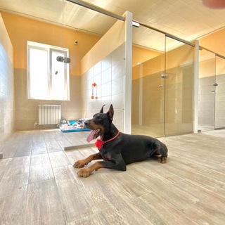 Booking Dog | Южно-Сахалинск