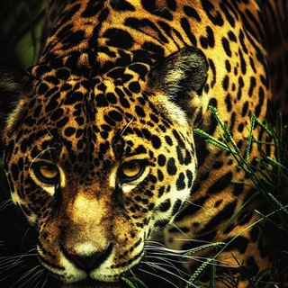 ProZoo
