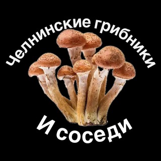 Челнинские грибники🍄 и соседи🍄