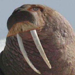 Моржи плывут на вписку с ЛПР