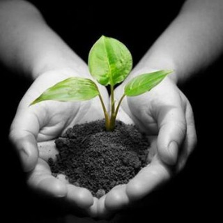 Консультант Семена