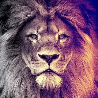 🦁Strong animals 🦁