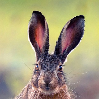 Дикая природа Крыма. My-Mriya. 🐇