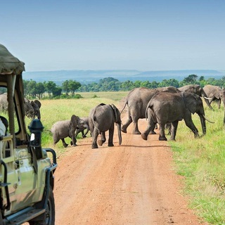 Zawadi Africa Safari