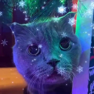 🎄Эмбро или шо🎄