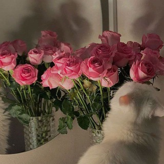 Piar-chat | интерактив🫶