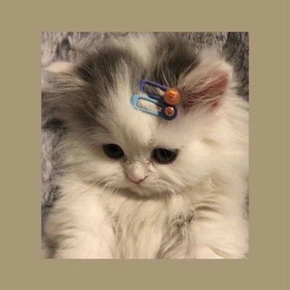 ФФ про Дипинса ♥️❤️💓✨