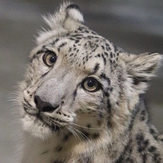 wwhouu /ᐠ - ˕ -マ