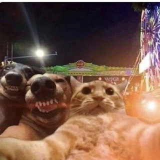 больные булки Тохи