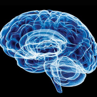 The neuroscience expert