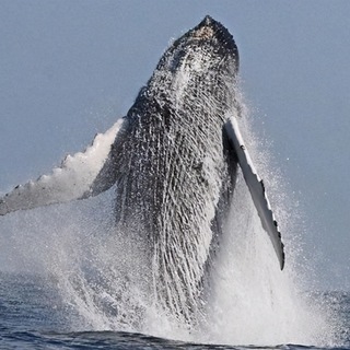 蓝鲸实卡接码-注册