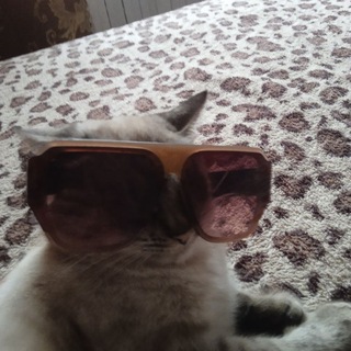 Чат общение