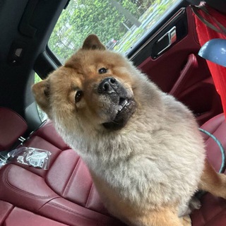 KIKO’S FOUND!📍Whampoa/ Kallang