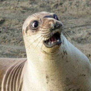 Дикие животные