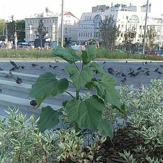 Соседи-Пресненцы. Реюз, фудшеринг etc