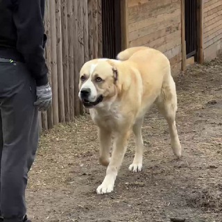 САО АЛАБАЙ МАТУРХАН