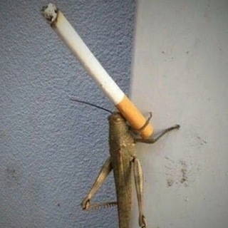 Слив Arcania 1.3