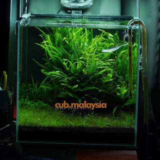 Shopping dengan CUB Malaysia