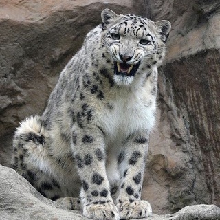 ОБОИ | ТЕМКИ | ЯЗЫКИ