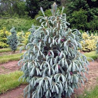 Хвойные сп-дача.рф