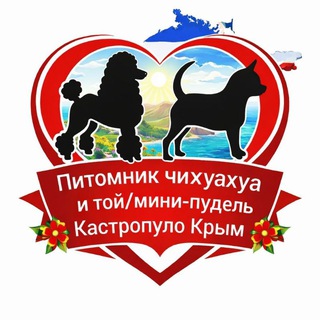 🇷🇺 чихуахуа ♥️ той/миниатюра пудель ♥️ и мальтипу 🌺 КАСТРОПУЛО КУПИТЬ ЩЕНКА 🏆 Крым