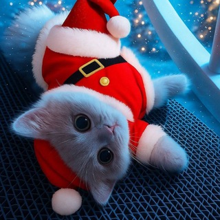 Чат скриптов