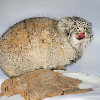 Дикая природа России