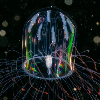 **** и медузы